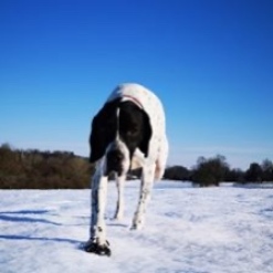 Kerry Roberts #pushyourmush Issy the pointer enjoying the snow in Hampshire.